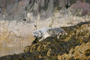 06-5154 Grey Seal (Halichoerus grypus), Farne Islands, Northumberland, UK